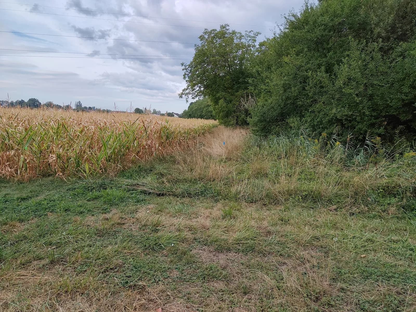 Travaux de réalisation des 12 piézomètres sentinelles et contrôles, répartis entre les communes d'Obersaasheim, Vogelgrun et Geiswasser.